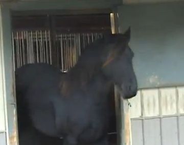 Una yegua que abre cerrojos logra miles de visitas en la web