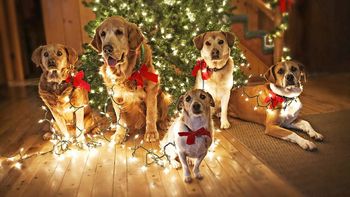 como evitar que tu mascota ataque el arbolito de navidad como evitar que tu mascota ataque el arbolito de navidad