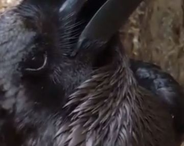 ¿Cuervo o conejo? El viral del momento