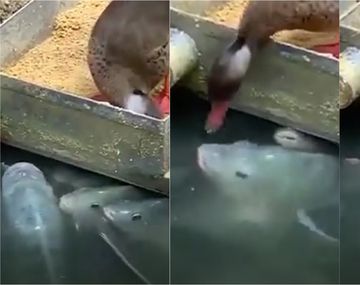 VIDEO: Un pato solidario se dedicó a alimentar peces hambrientos