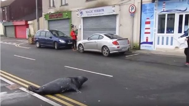 VIDEO: Una foca cruza la calle para comer en un restaurante