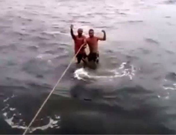 Polémico: dos hombres usaron un tiburón ballena como tabla de surf