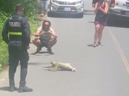 Agentes de tránsito cortaron una autopista para que pueda cruzar un perezoso