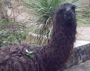 Una llama maleducada genera preocupación