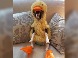 Polly ama su disfraz de patito Polly ama su disfraz de patito