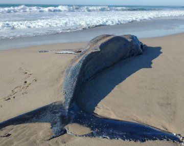 Foto: El Marplatense