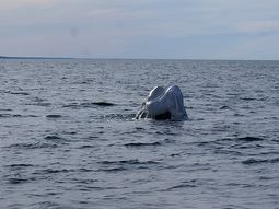 logran rescatar en chubut a ballena que se enredo con una bolsa de arpillera logran rescatar en chubut a ballena que se enredo con una bolsa de arpillera