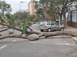 Fuertes vientos y lluvias en Rosario derribaron una veintena de árboles