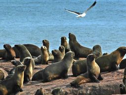 Reserva de lobos marinos en Cabo Polonio, Rocha, Uruguay. Reserva de lobos marinos en Cabo Polonio, Rocha, Uruguay.