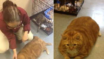 el gato mas gordo del mundo lucha por recuperar su salud el gato mas gordo del mundo lucha por recuperar su salud