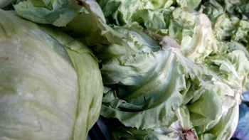 LECHUGA