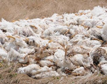 Foto: gentileza El Observador