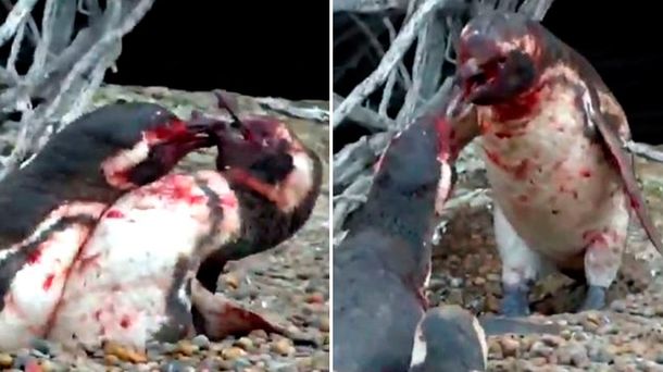 Un  pingüino encontró a su pareja con otro y se desató una violenta pelea.