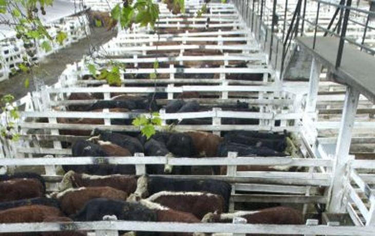 Vacas 2_dyn