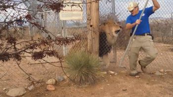 Un león atacó a su cuidador Un león atacó a su cuidador
