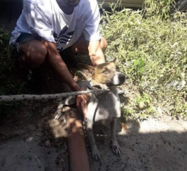 Final feliz: así está la perrita pateada por una mujer intolerante en el tren Sarmiento