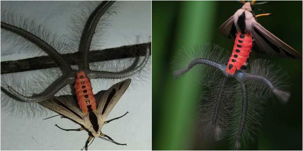Creatonotos gangis