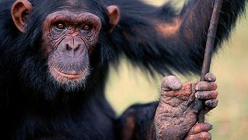 un mono controla robots a distancia solo con su pensamiento un mono controla robots a distancia solo con su pensamiento