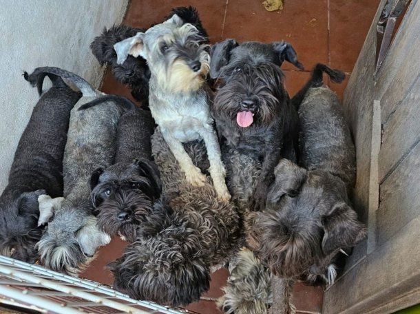 Maltrato animal: rescataron 20 perros de un criadero ilegal en Villa Luro