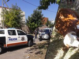un toro hirio a cuatro personas y causo panico en quilmes un toro hirio a cuatro personas y causo panico en quilmes
