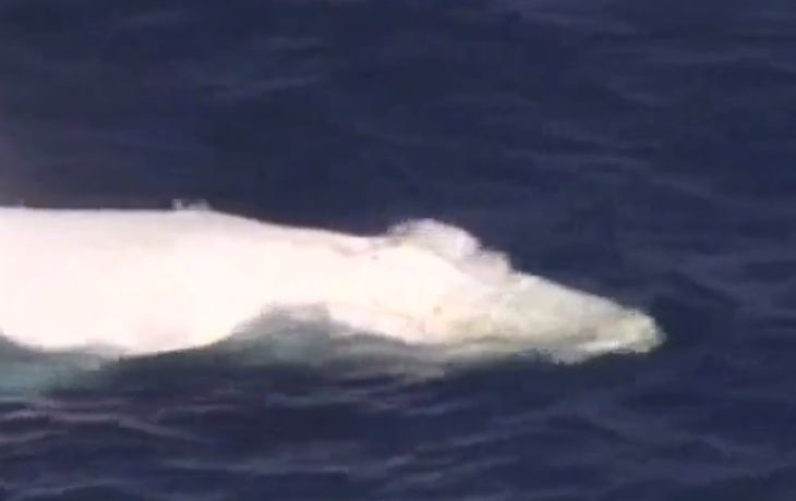 Apareció en Australia una ballena blanca de la especie que inspiró a Moby Dick