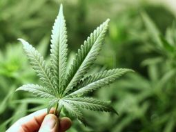 Llamó a la policía porque su padre le quemó sus plantas de marihuana