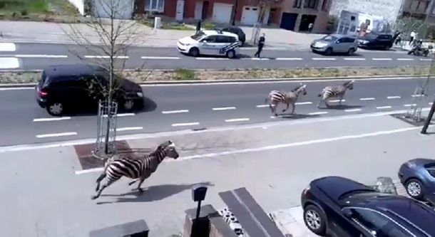 Tres cebras se escaparon y causaron caos en Bruselas
