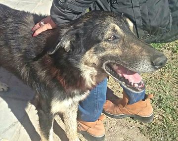 Acuchillaron a un perro por aburrimiento