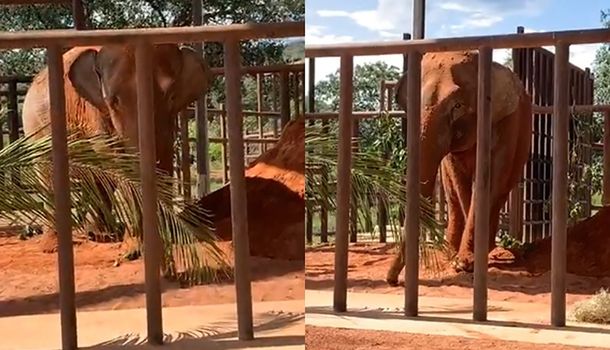 VIDEO: los primeros pasos de la elefanta Mara en el santuario de Brasil