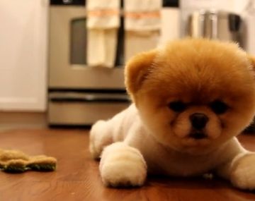 El pomeranian más lindo del mundo