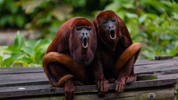 Proponen declarar Monumento Natural a los monos aulladores ante el peligro de extinción