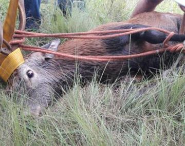 Rescataron a un ciervo que había caído a un canal en Córdoba