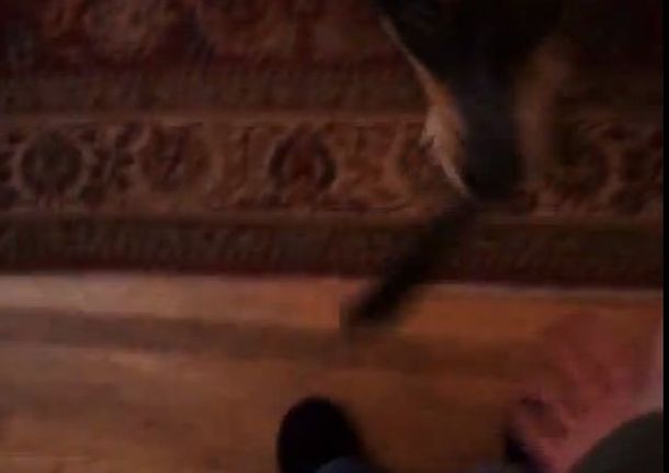 El sueño del pibe: un perro que le alcanza el control remoto