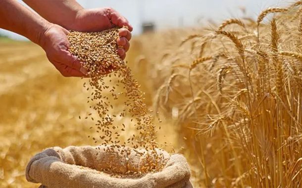 Preocupante: la guerra en Medio Oriente dispara los precios de los alimentos a nivel global