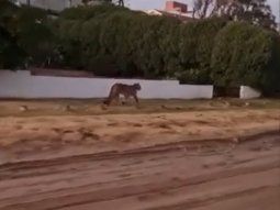 villa gesell: suspendieron las clases en el turno tarde por los pumas sueltos villa gesell: suspendieron las clases en el turno tarde por los pumas sueltos