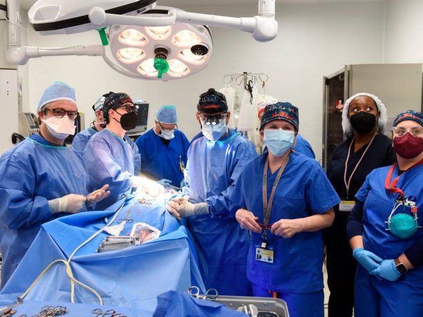 Estados Unidos: trasplantaron con éxito el corazón de un cerdo a un hombre