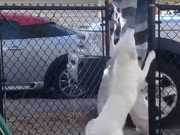 VIDEO: La reacción de una perra ciega y sorda cuando huele a su dueño