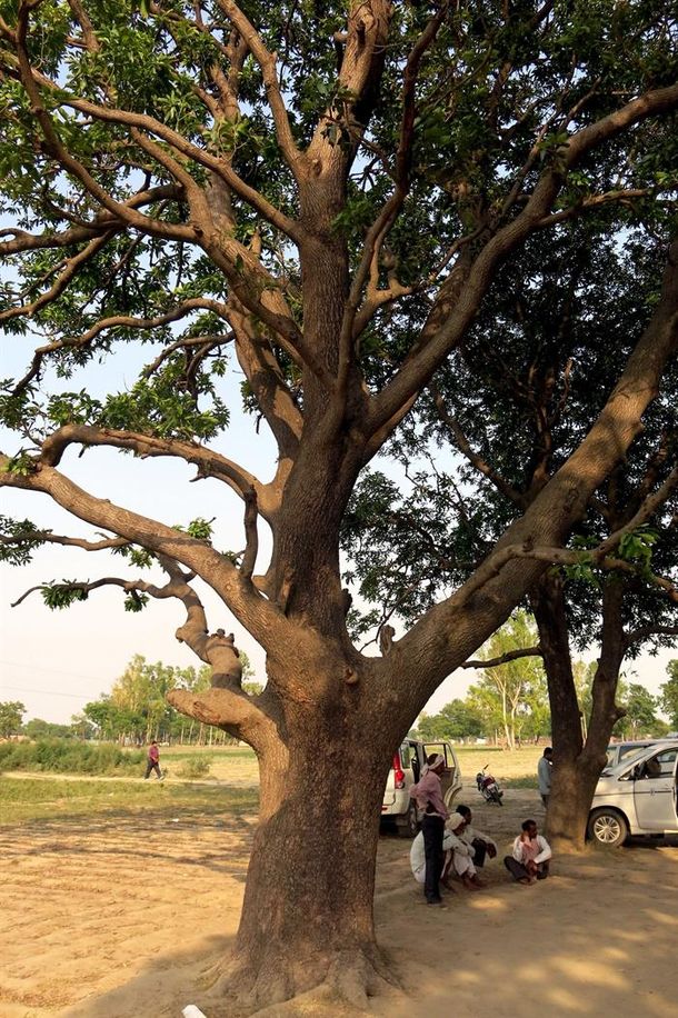El árbol del que fueron colgadas las niñas después de ser violadas