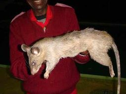 King rat