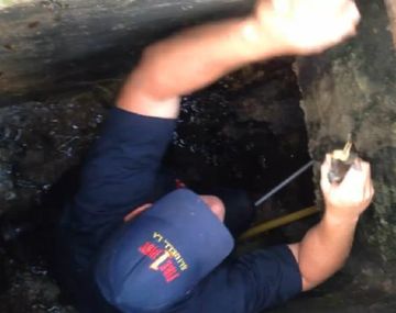 Rescató a patitos con ringtone de una mamá pata