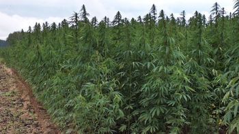 en 15 dias, uruguay llamara a licitacion para producir marihuana industrial