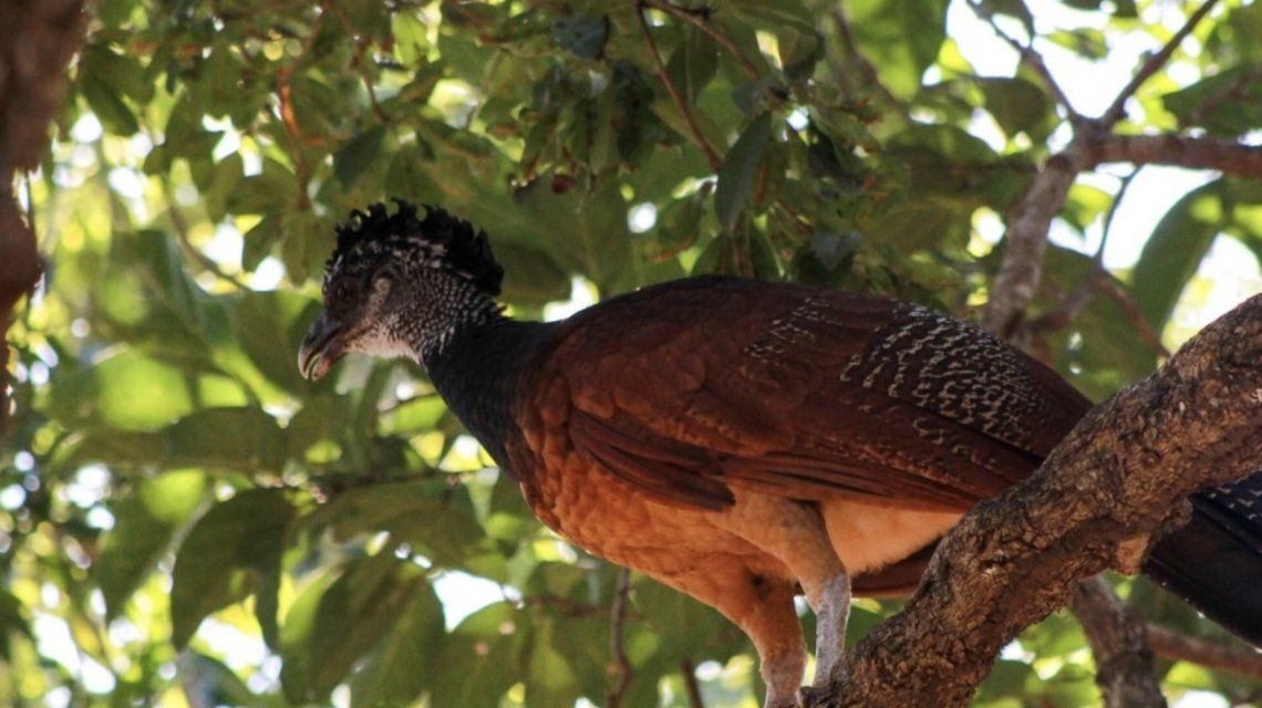 Cuarentena: animales copan calles de Cancún y Riviera Maya