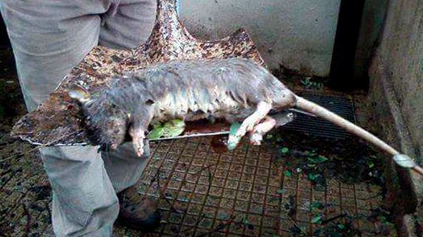 Una rata gigante apareció en una escuela primaria de Paraná