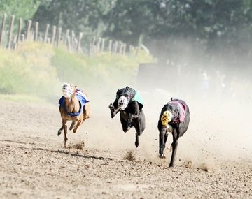 El recurso de los Galgueros para que haya carreras