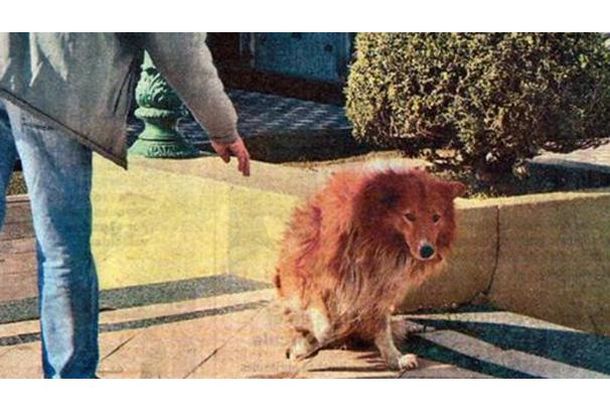 Murió el perro rosarino que vivió nueve años al lado de la tumba de su dueño