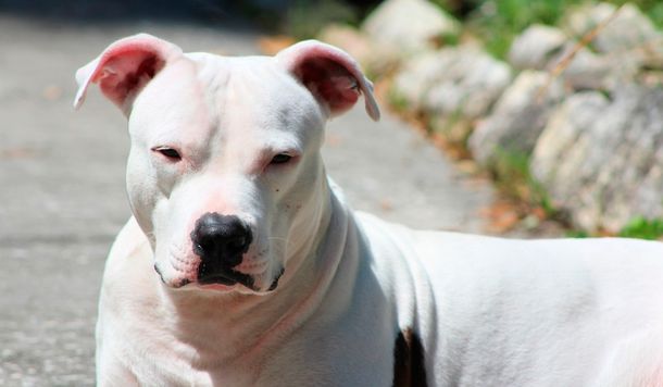 Dos dogos y un pitbull atacaron a un nene de tres años: quedó internado