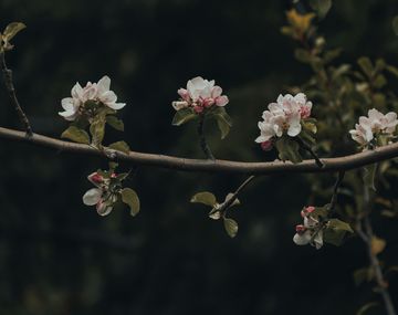 La infusión que combate el insomnio y está lleno de antioxidantes y potasio