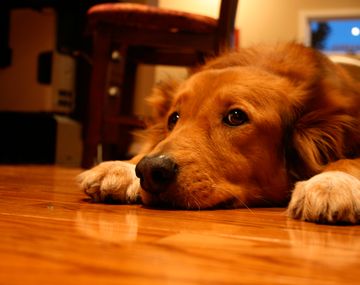 Consejos para evitar que las mascotas sufran