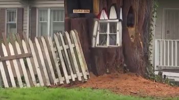 video: le ordenaron que derrumbara un arbol y decidio convertirlo en una biblioteca video: le ordenaron que derrumbara un arbol y decidio convertirlo en una biblioteca