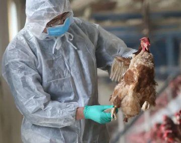 Por segundo día consecutivo no se registraron nuevos casos de gripe aviar en el país